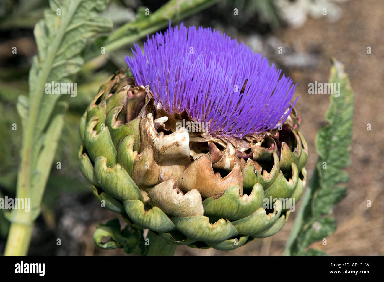 Globe artichoke with flower in bloom Stock Photo Alamy