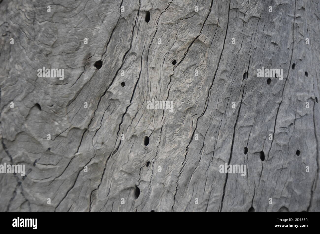 old, wood, worm holes, worm traces, woodworm, surface, closeup, grain, tree, rough, natural, bark, white, pest, brown, light Stock Photo
