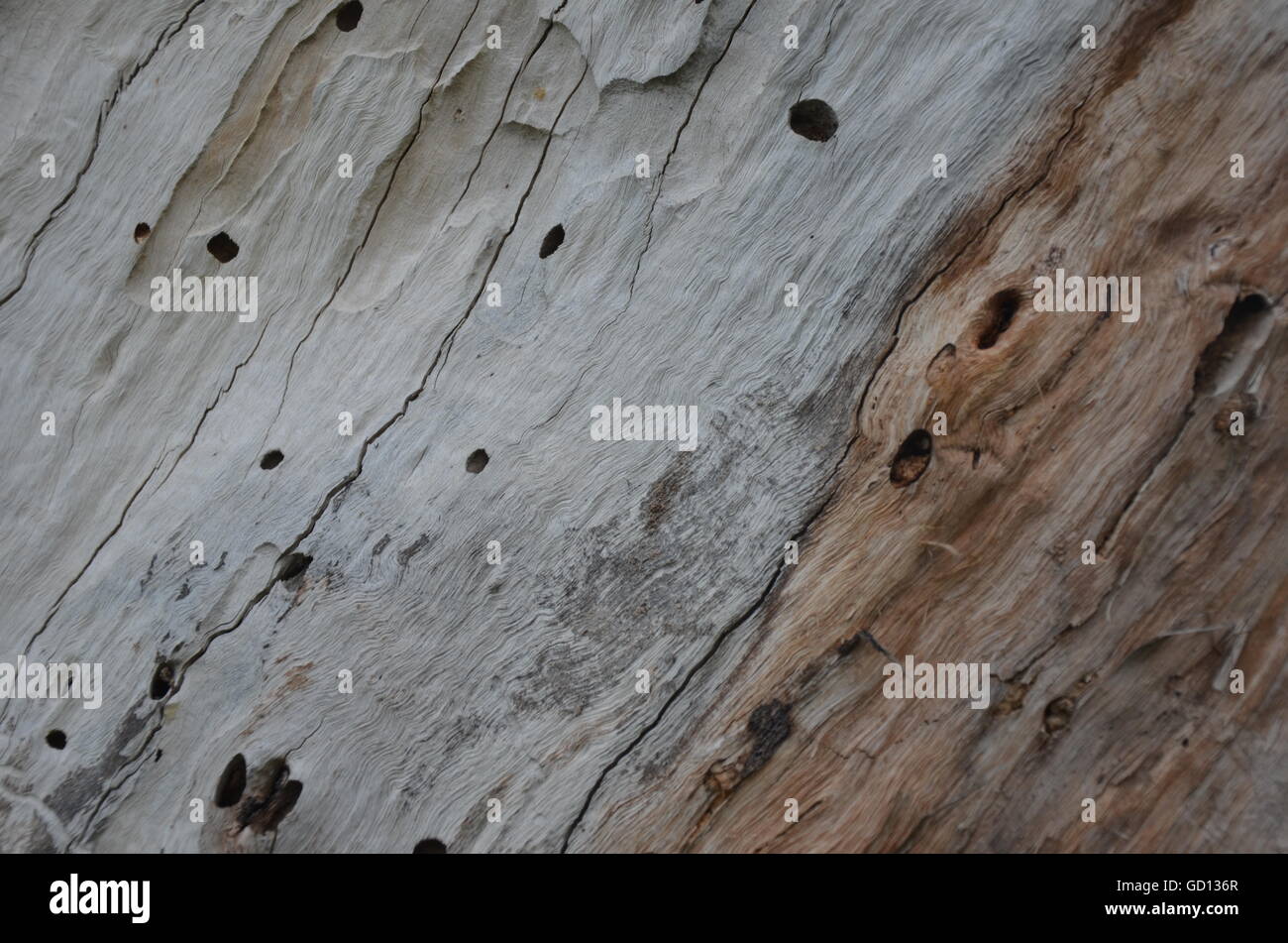 wood, worm, grain, tree, brown, old, macro, texture, eaten, background, hole, textured, wormhole, decay, wooden, rot, nature Stock Photo