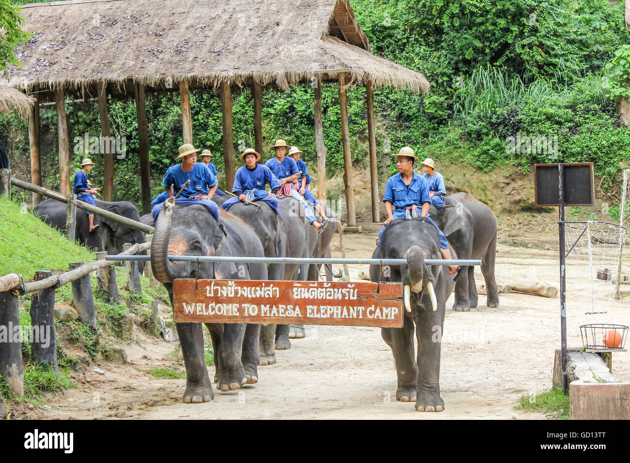 Elephants parade Stock Photo