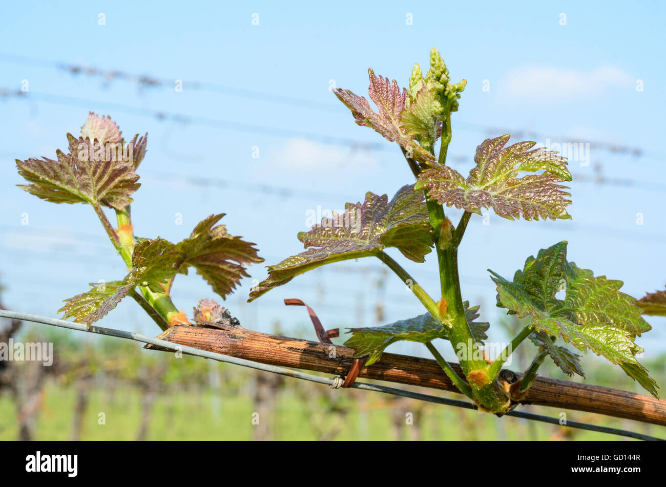 Purbach am Neusiedler See: sprouting vines of vine, vineyard, Austria, Burgenland, Stock Photo