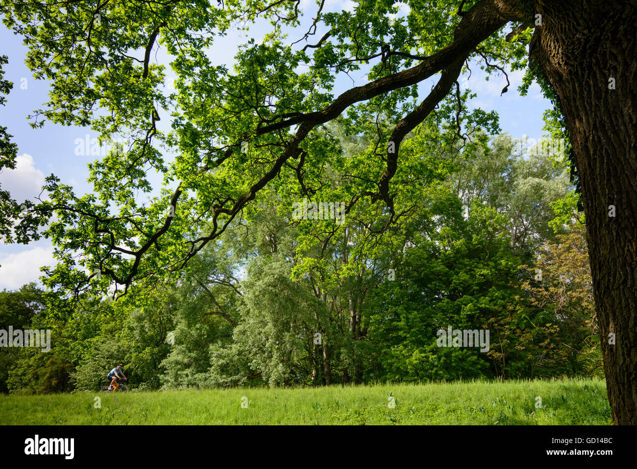 Nationalpark Donauauen, Danube-Auen National Park: Cyclists on the Marchfeld dam the Danube cycle path and common oak ( Quercus Stock Photo