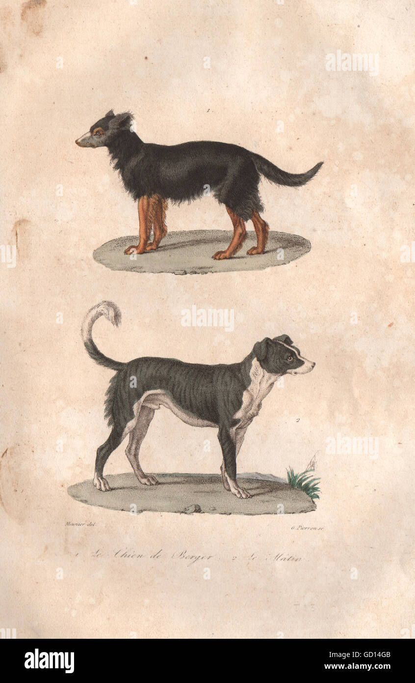 DOGS: Chien de Berger (Sheep dog); Mâtin (Border Collie). BUFFON, print 1837 Stock Photo