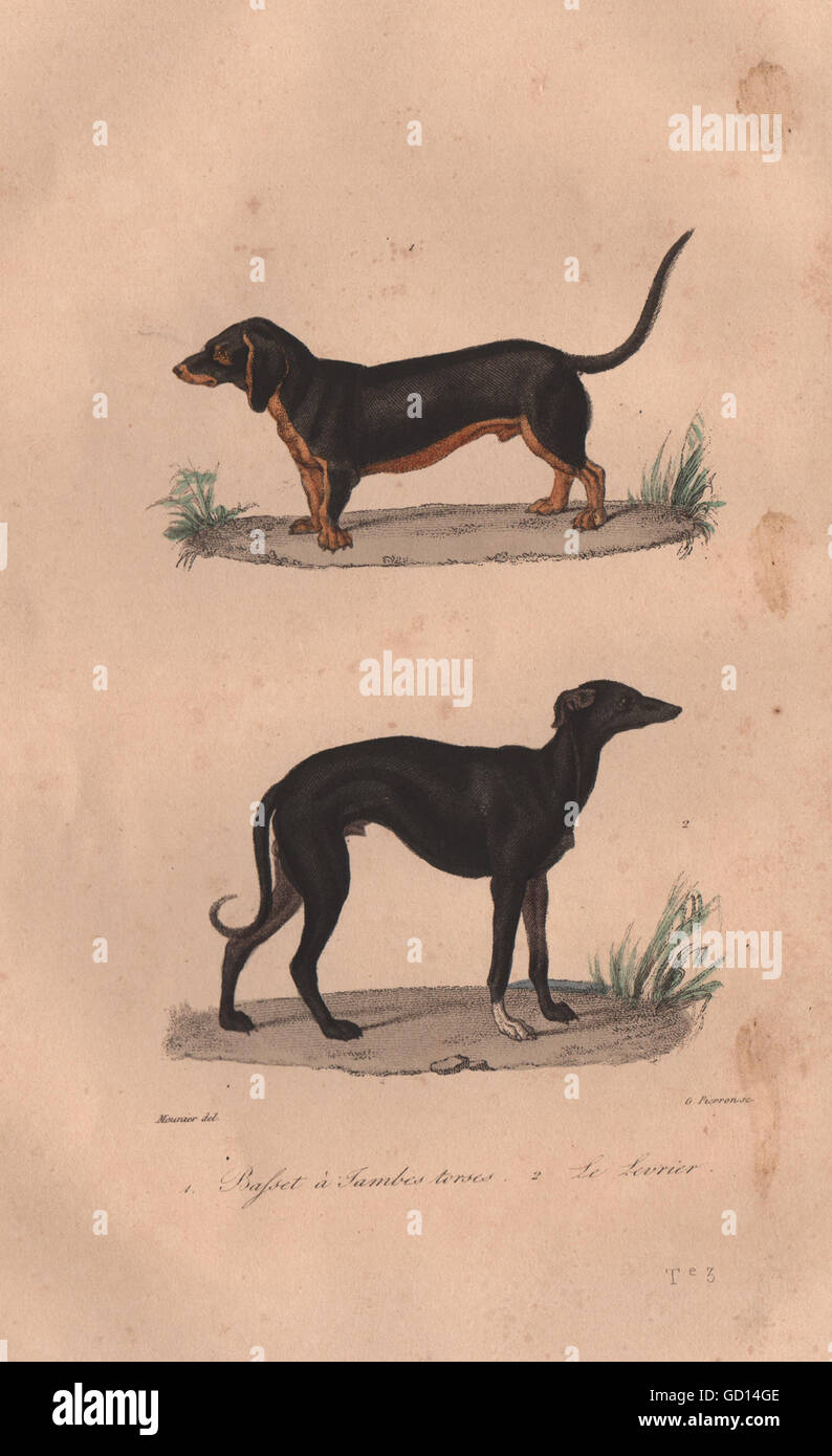 DOGS Basset (Basset Hound with twisted legs); Levrier (Greyhound