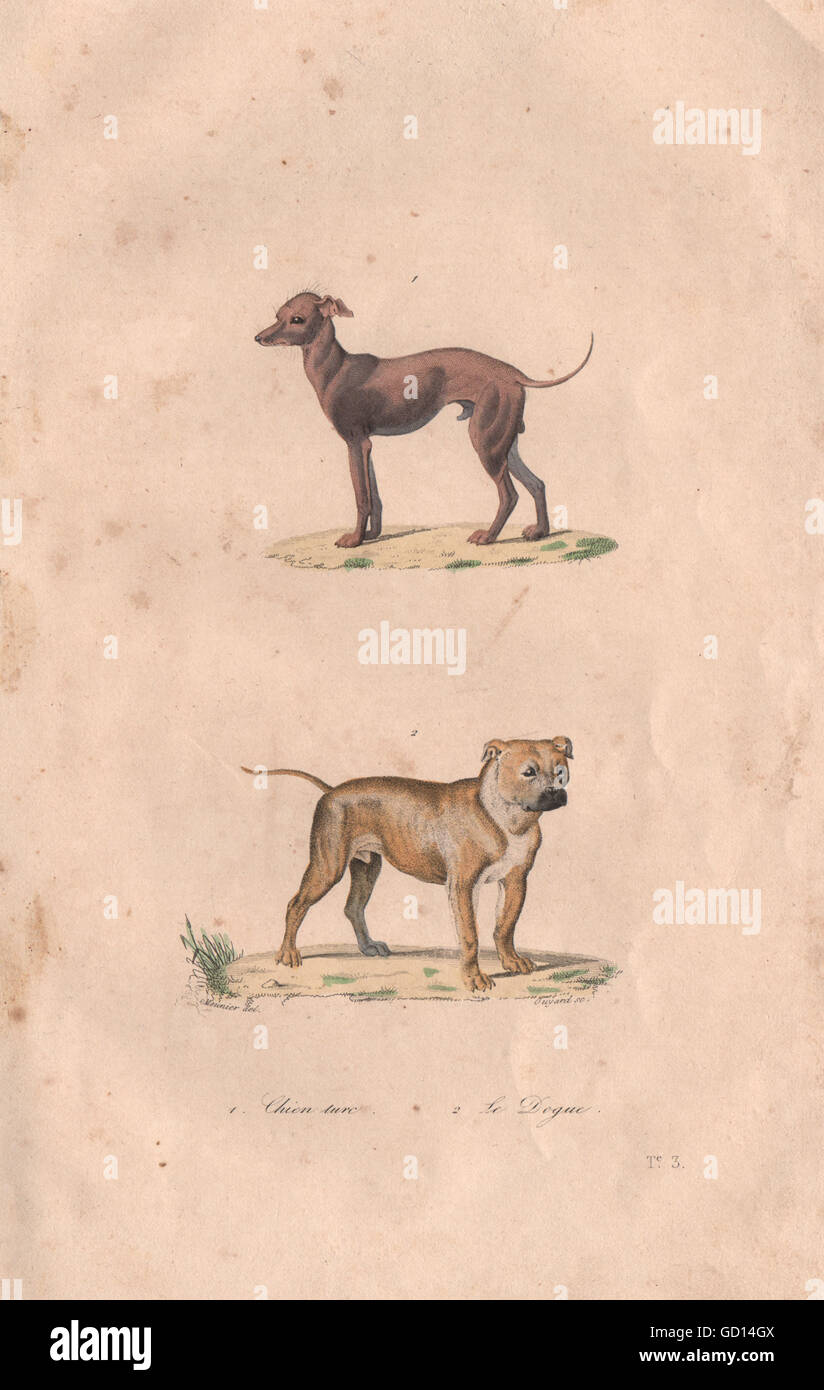 DOGS: Chien Turc (Anatolian Shepherd Dog); Mastiff. BUFFON, antique print 1837 Stock Photo