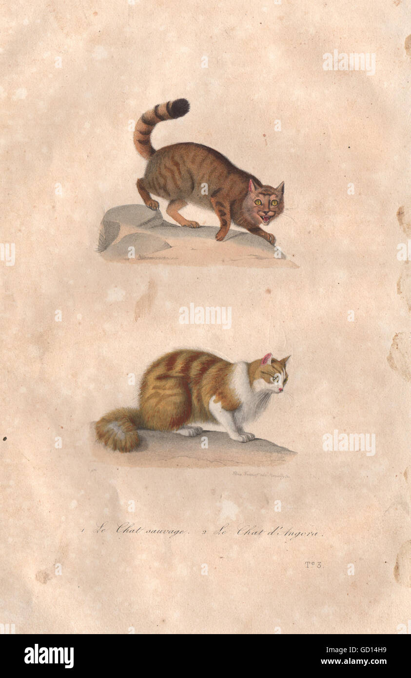 Cats Chat Sauvage Wildcat Chat D Angora Angora Cat Buffon Stock Photo Alamy Cats Chat Sauvage Wildcat Chat D Angora Angora Cat Buffon Stock Photo Alamy