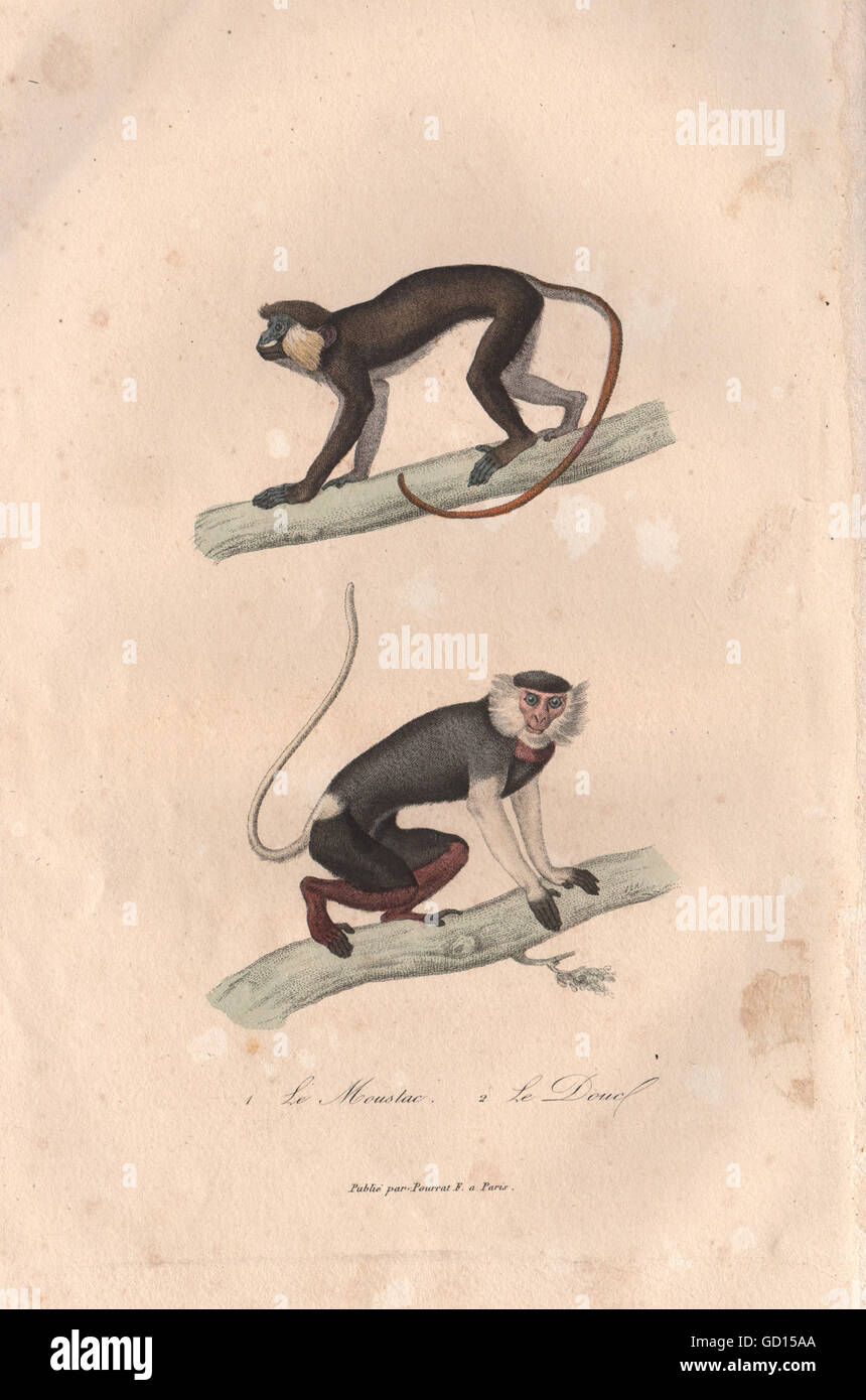 PRIMATES: Mouslac (Moustached Guenon); Douc. BUFFON, antique print 1837 Stock Photo