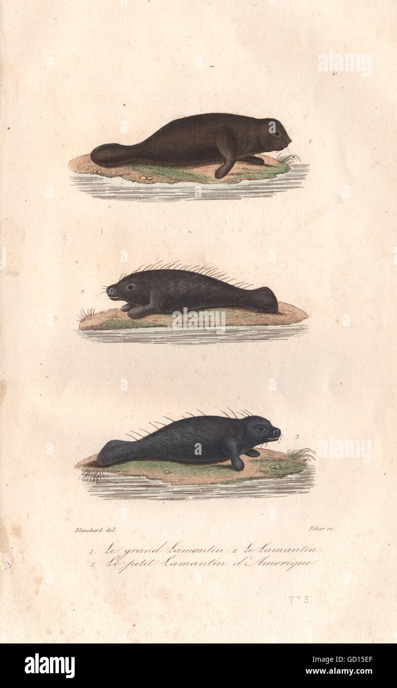 Lamantin High Resolution Stock Photography And Images Alamy