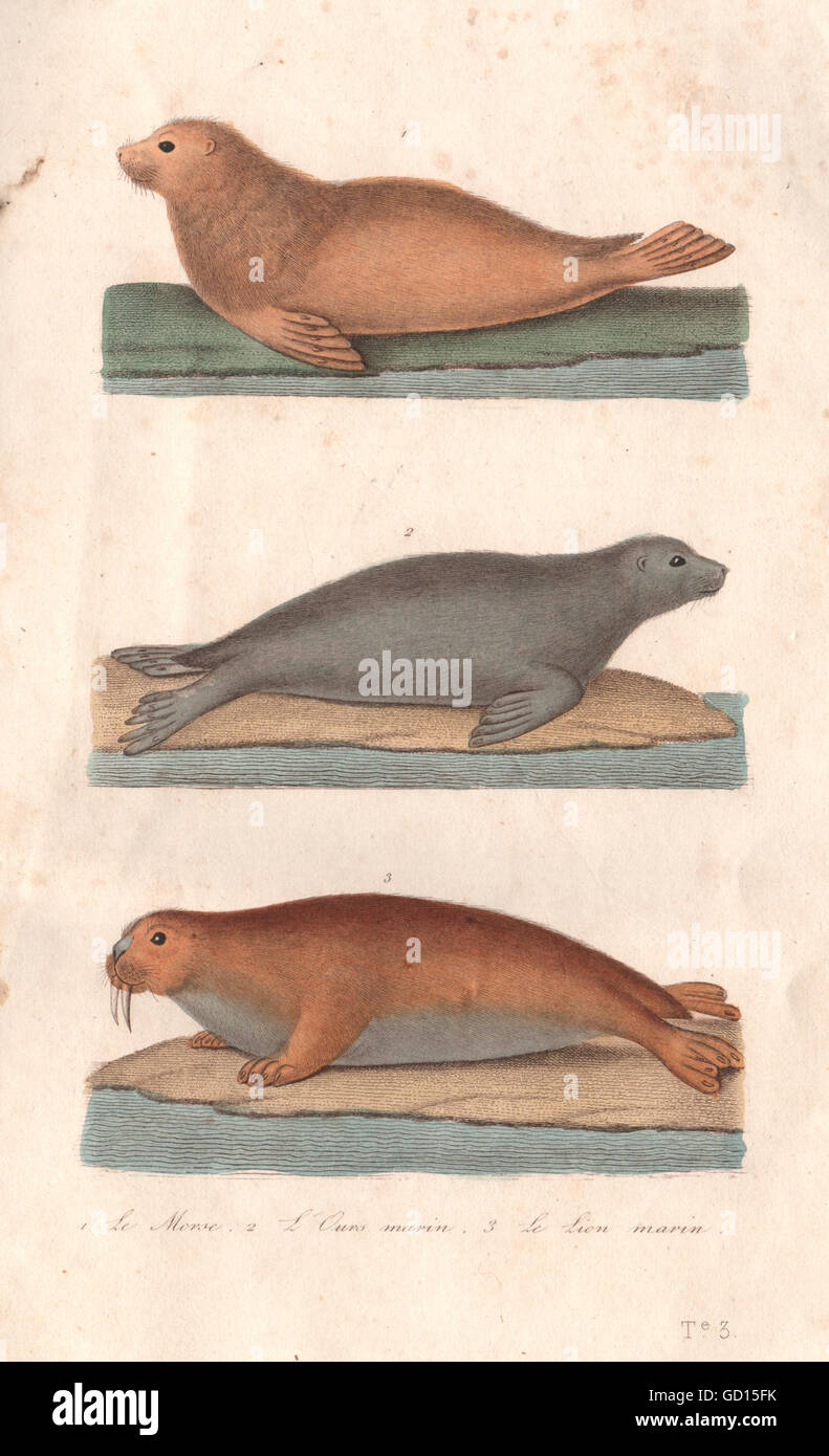 PINNIPEDS:Morse(Walrus)Ours Marin (Fur Seal) Lion Marin (Sea ​​Lion).BUFFON  1837 Stock Photo - Alamy