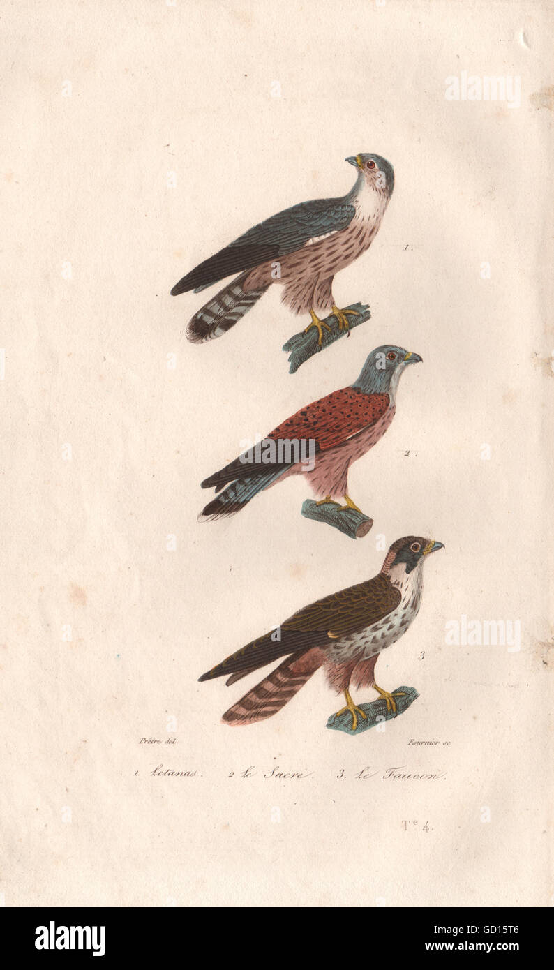 RAPTORS: Letanas (Osprey); Sacre (Saker Falcon); Faucon (Falcon). BUFFON, 1837 Stock Photo