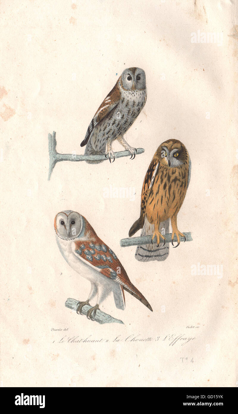 OWLS: Chouette Hulotte (Barn Owl); Effraie (Barn Owl). BUFFON, old print 1837 Stock Photo