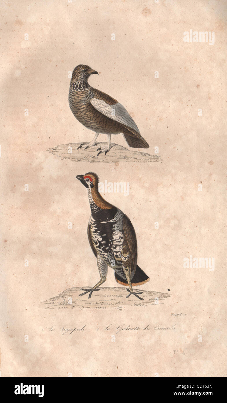 GAMEBIRDS: Lagopède (Ptarmigan); Gelinotte du Canada (Spruce Grouse) BUFFON 1837 Stock Photo