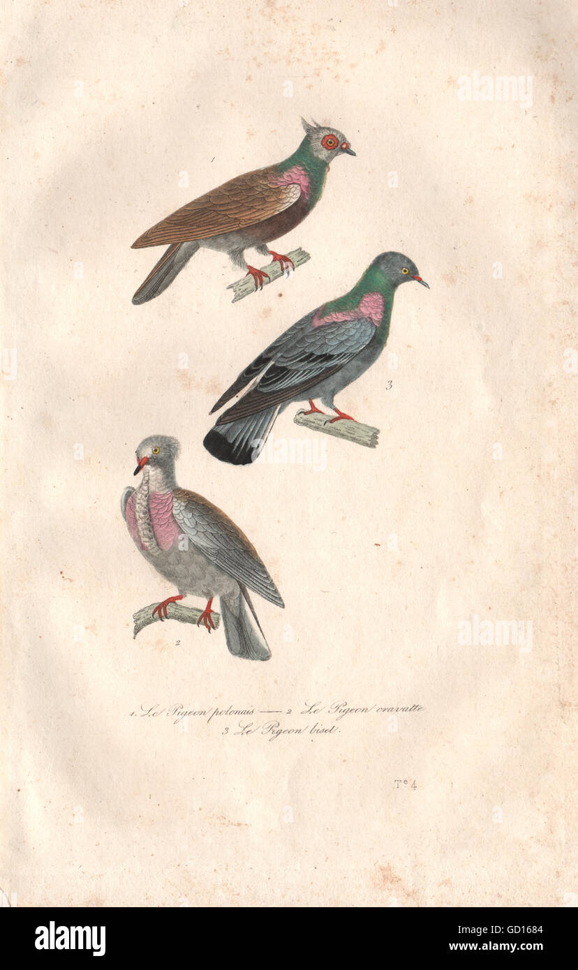 COLUMBIDAE: Pigeon Polonais/cravatte/biset. Polish Pigeon, Rock Dove BUFFON  1837 Stock Photo - Alamy