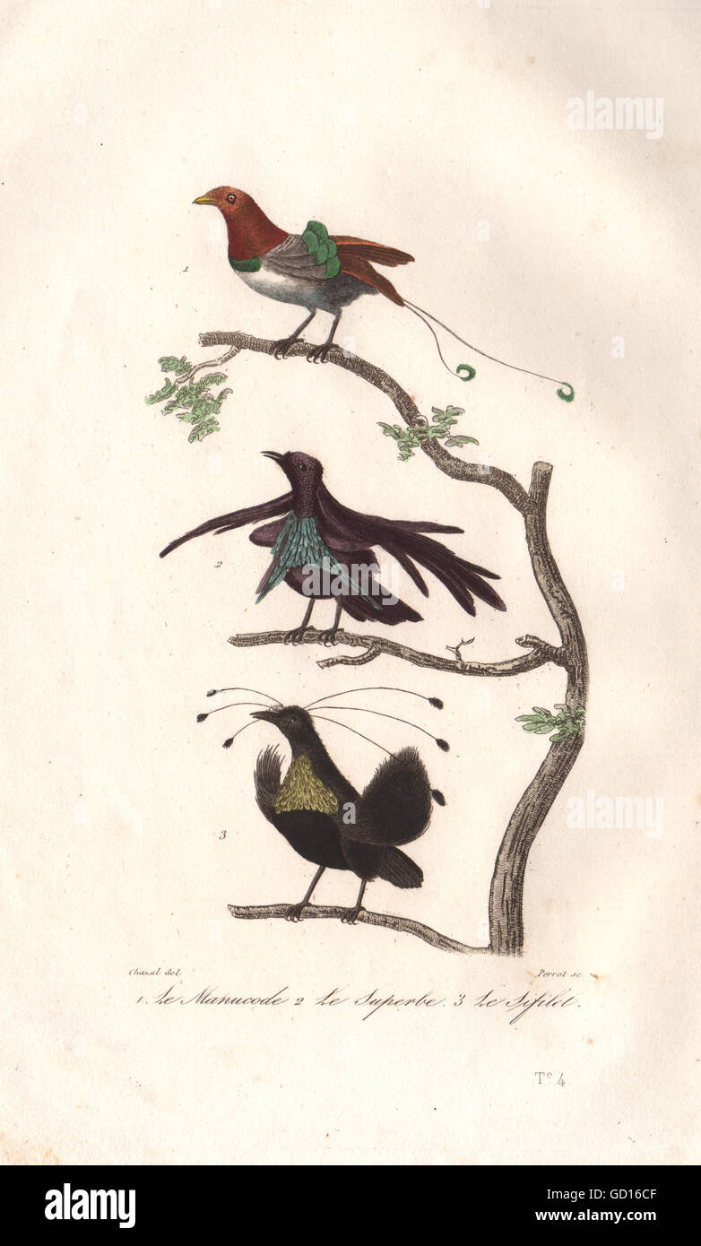 BIRDS OF PARADISE:Manucode;Superbe (Superb);Sifilet(Western Parotia) BUFFON 1837 Stock Photo