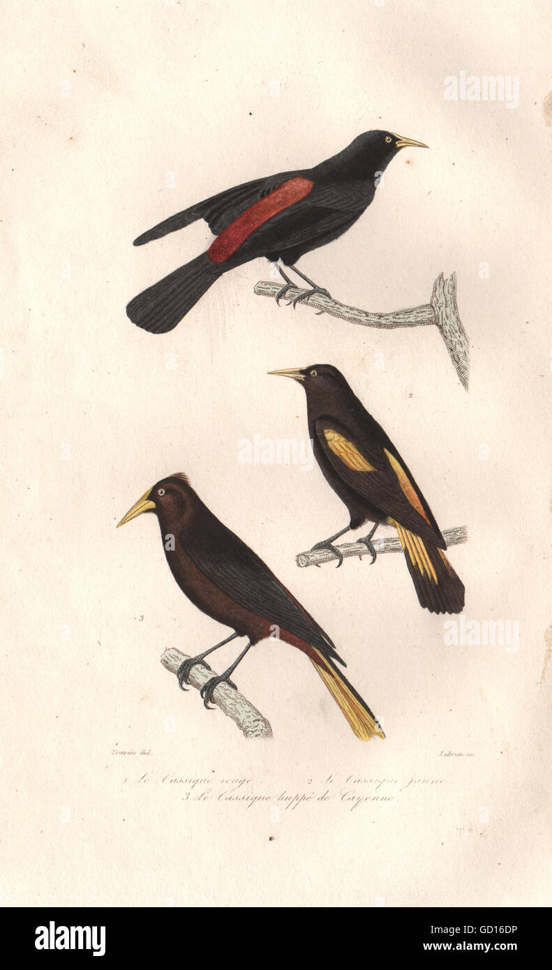Red Rump Yellow CACIQUES: Red-rumped, Yellow-rumped & Yellow-winged Caciques. BUFFON ...