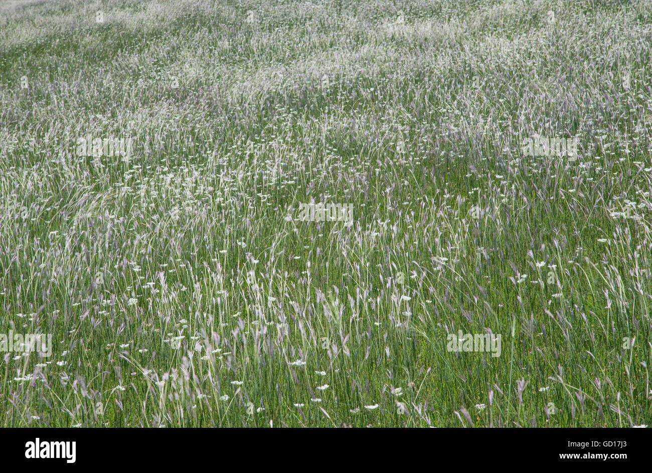 a field of wild flowers in rural Stock Photo Alamy