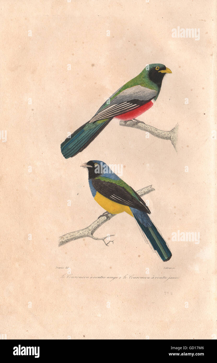 Que pense ce sous-marin des marmottes, les écureuils les plus lourds du  monde ? : r/squirrels, image size:831x1390