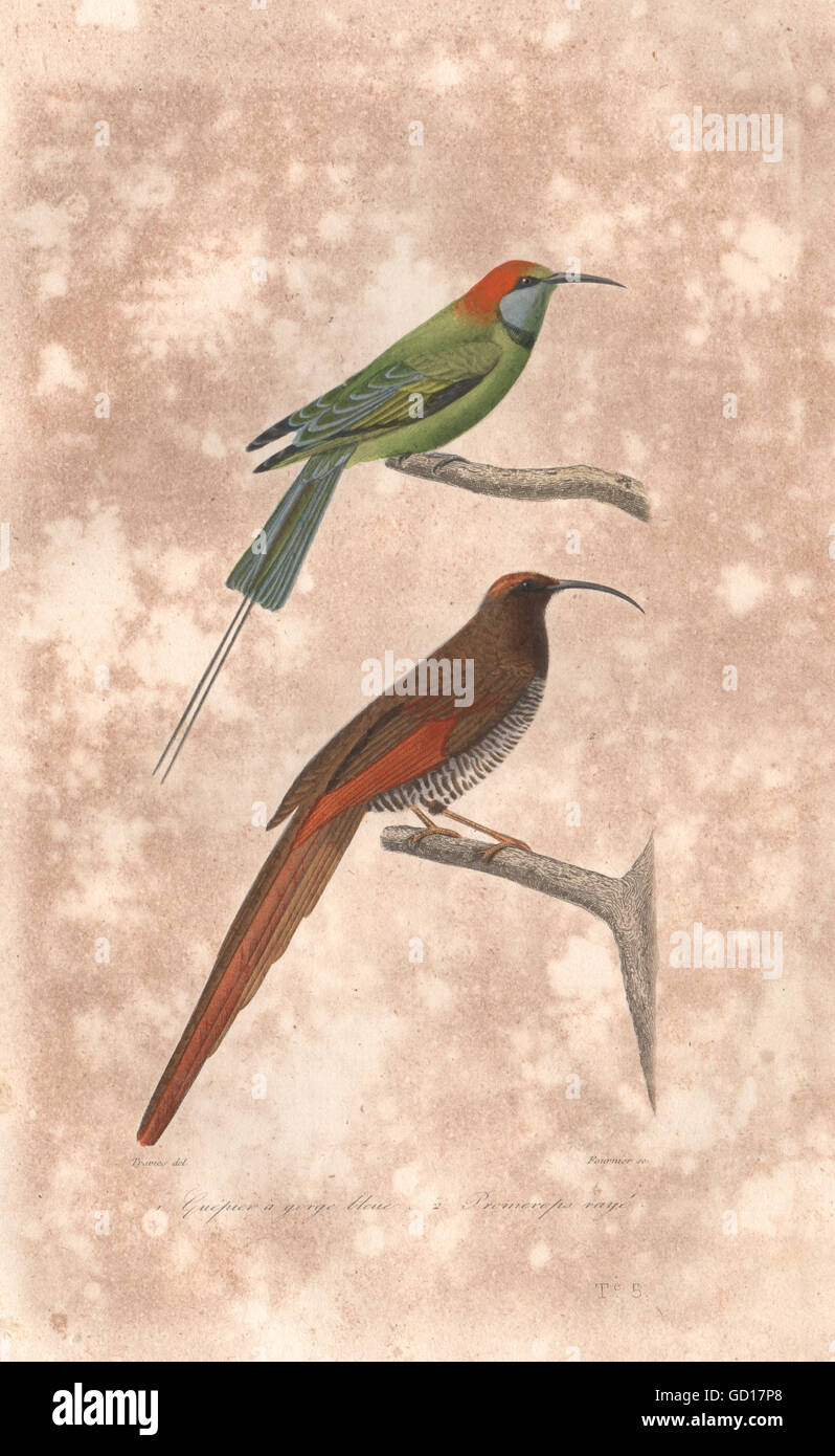 BIRDS: Bluethroated Bee-eater; Gurney's Sugarbird.Promerops Guépier. BUFFON 1837 Stock Photo