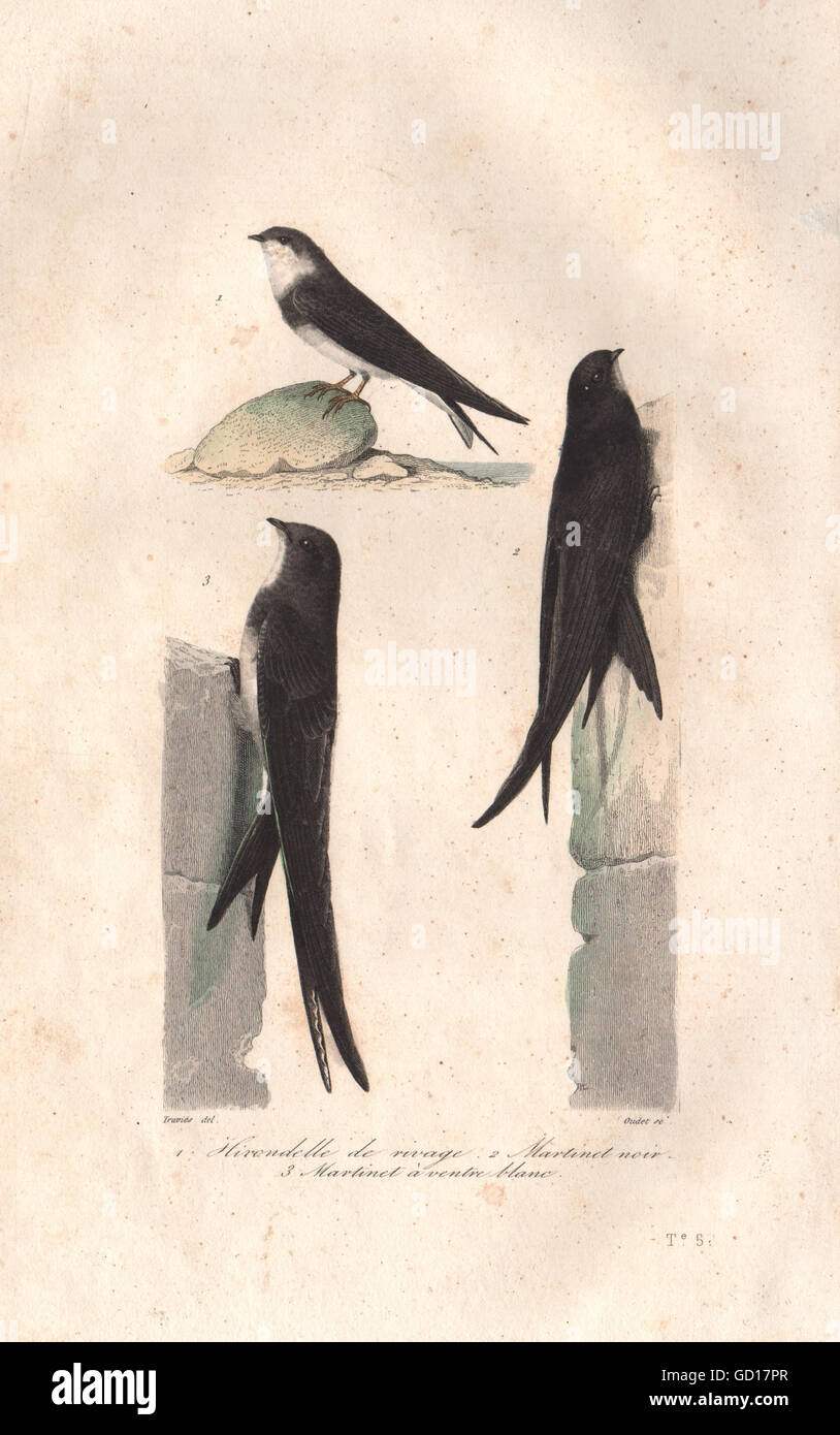 BIRDS: Sand Martin; Common & Alpine Swifts. Hirondelle. Martinet. BUFFON, 1837 Stock Photo