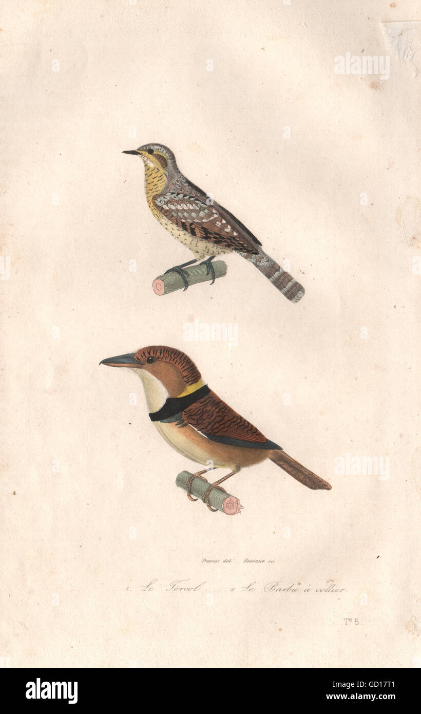 BIRDS: Torcol (Wryneck); Barbu à Collier (Fire-tufted Barbet). BUFFON, 1837 Stock Photo