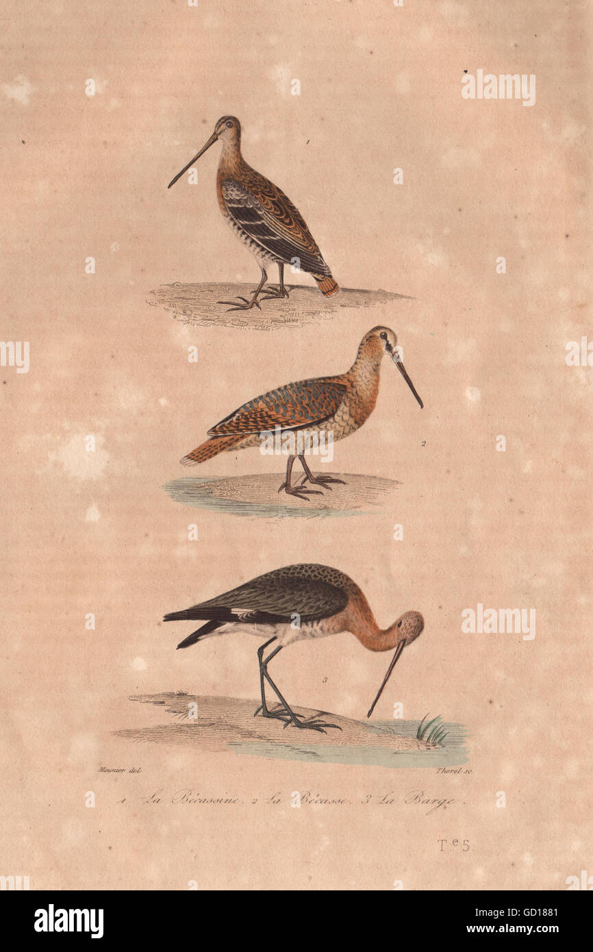 SCOLOPACI: Bécassine (Snipe); Bécasse (Woodcock); Barge (Godwit). BUFFON, 1837 Stock Photo