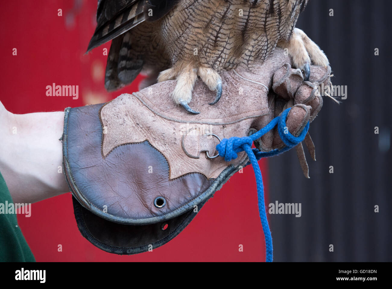 Zookeeper holding Eagle Owl claws on bird leather glove at London Zoo ZSL. Stock Photo