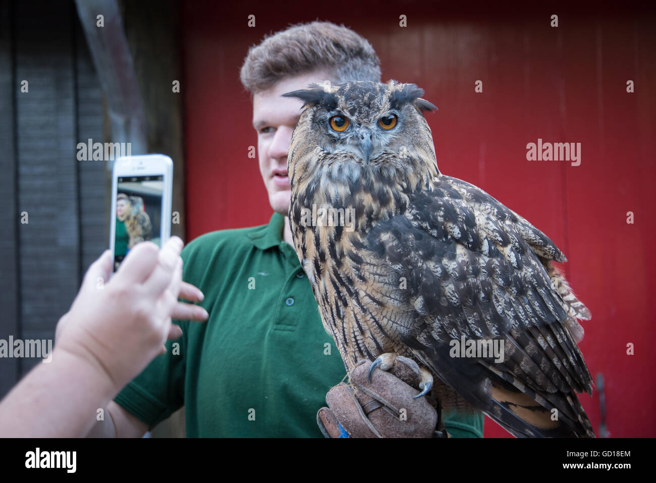 Zookeeper holding Eagle Owl woman taking photo of the bird with her mobile phone at London Zoo ZSL. Stock Photo