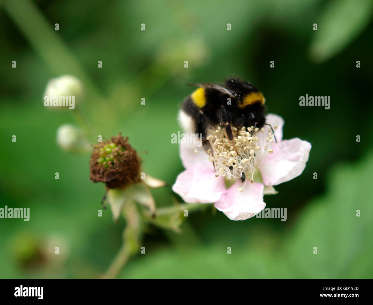 Buff-Tailed Bumble Bee, Bombus terrestris Stock Photo