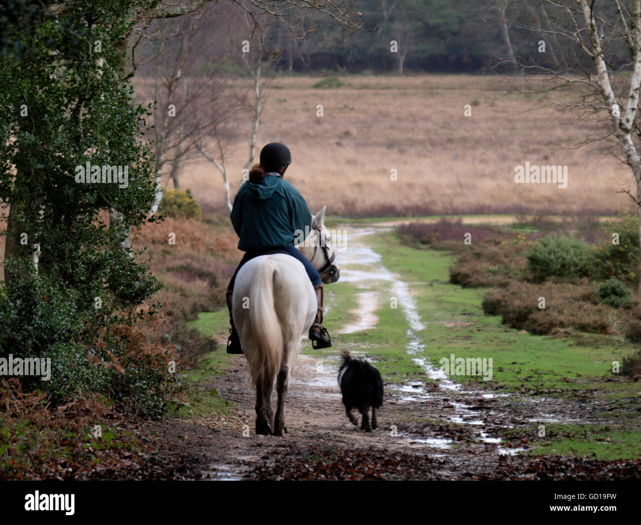 Woman horse riding on the New Forrest, Hants, UK Stock Photo