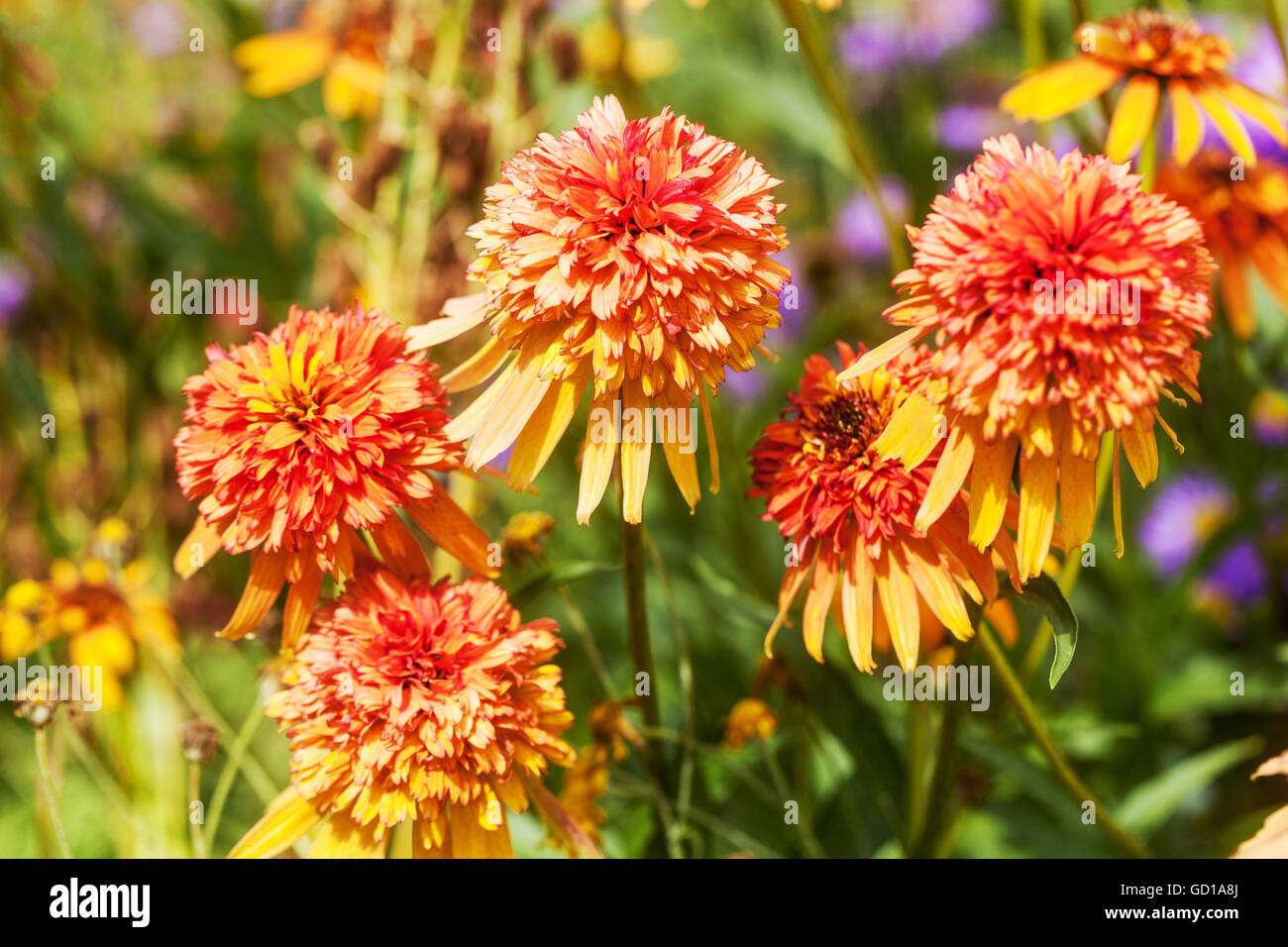 Mixed border hires stock photography and images Alamy