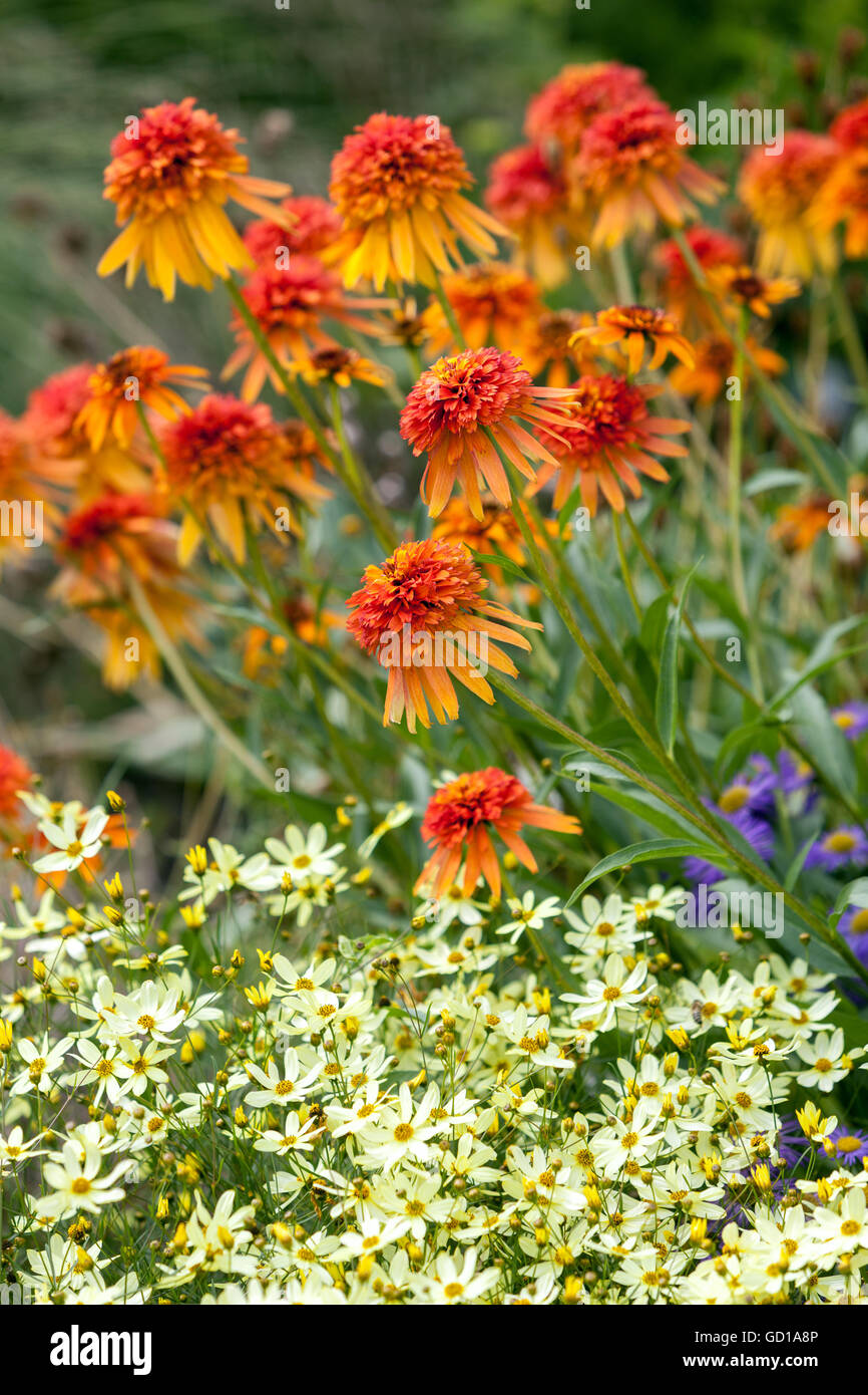 Orange Coneflower Echinacea ‘Marmalade’, Coreopsis verticillata