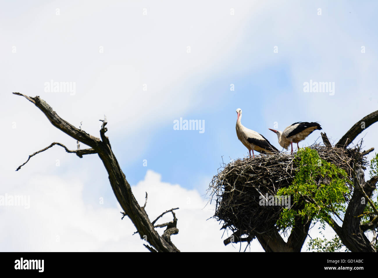 Marchegg: nest of a white stork ( Ciconia ciconia ), Austria, Niederösterreich, Lower Austria, Donau Stock Photo