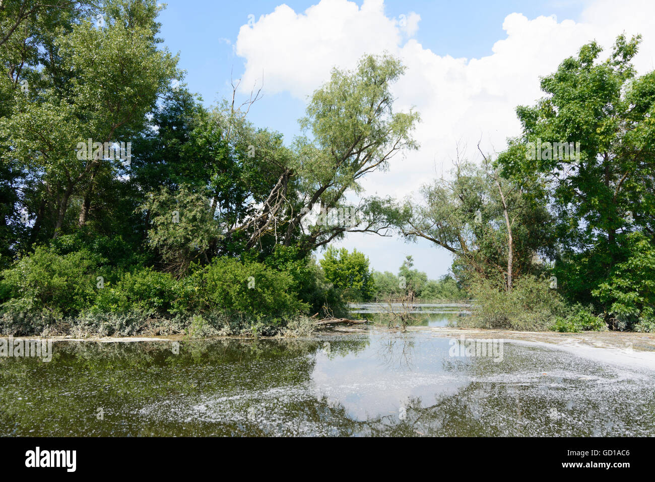 Marchegg: Flood River March , Stranded Seeds, Austria, Niederösterreich, Lower Austria, Donau Stock Photo