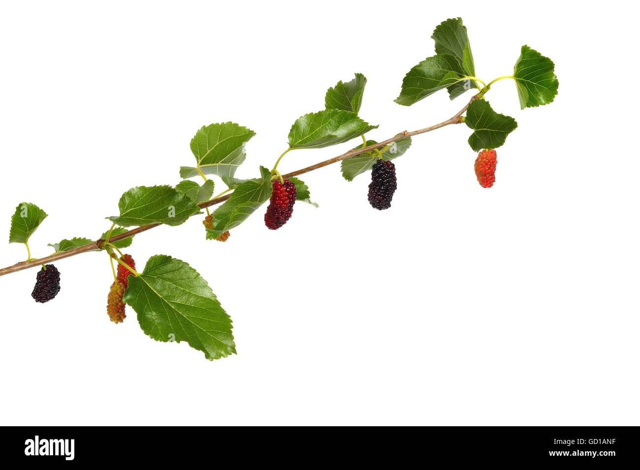 White mulberry - branch with fruits isolated on white background Stock Photo