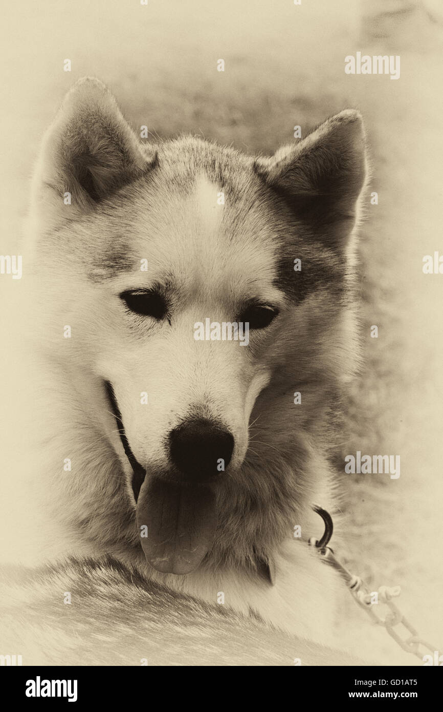 Portrait of a Siberian Husky Stock Photo