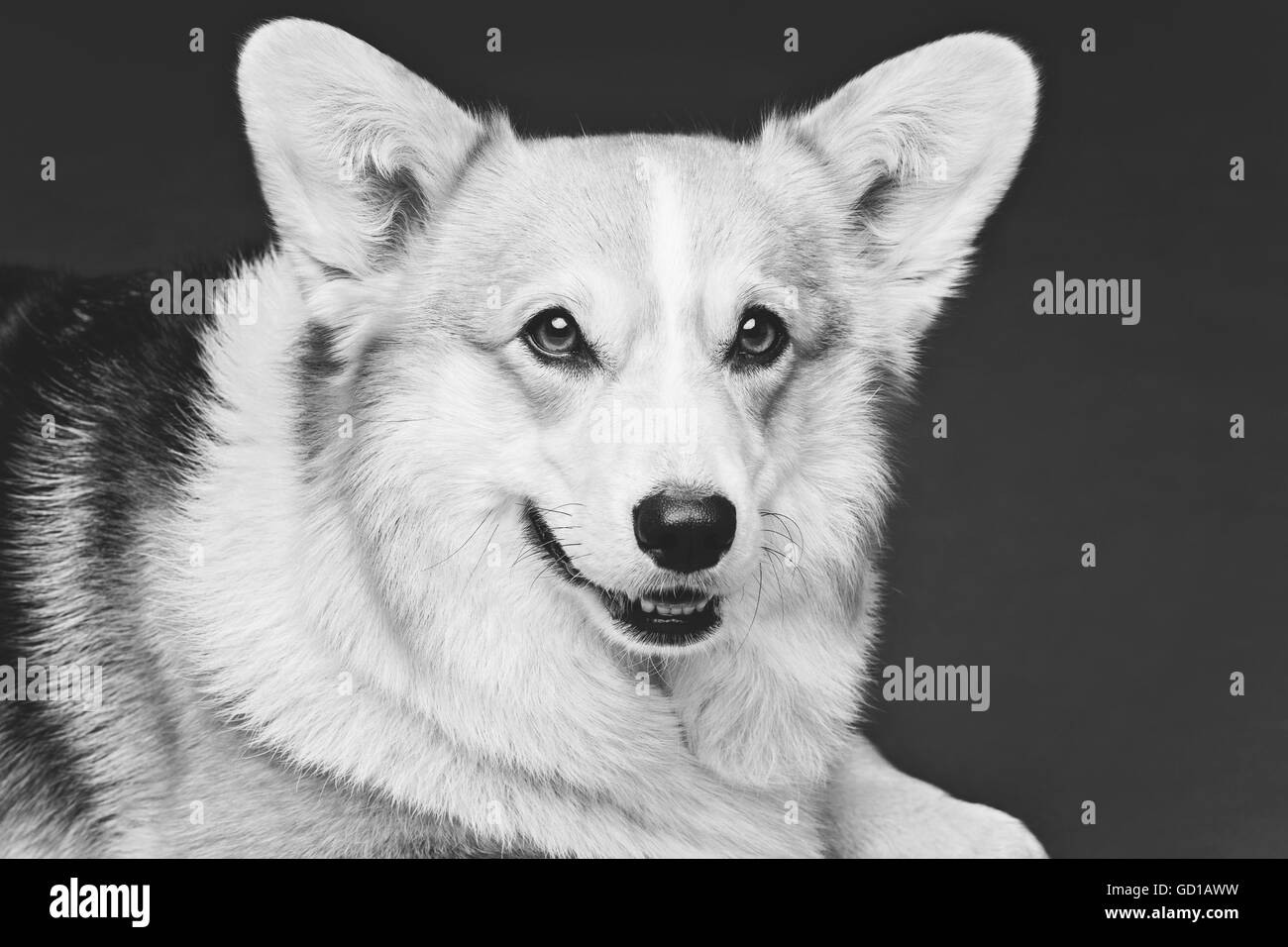 Beautiful welsh corgi dog Stock Photo