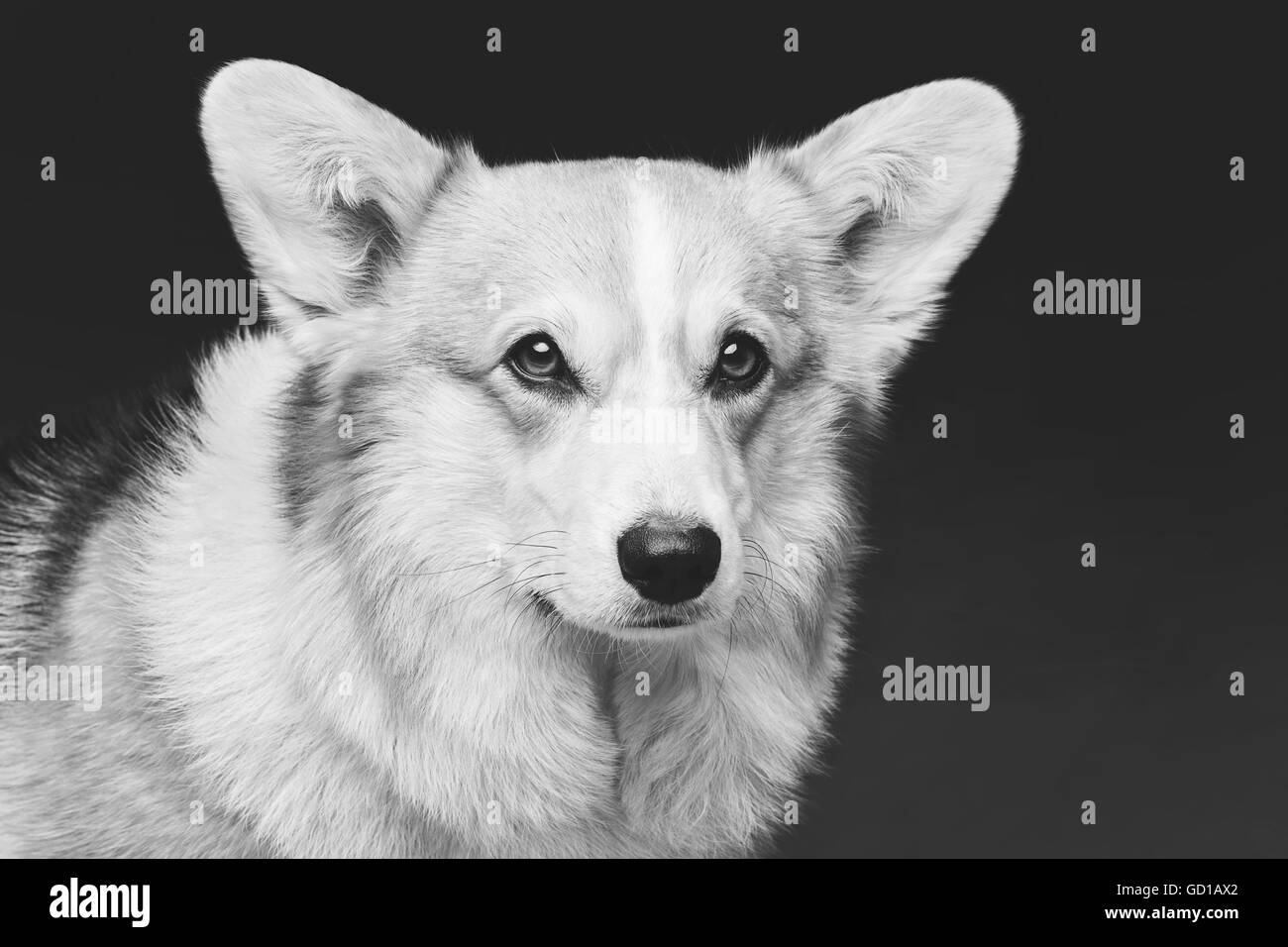 Pembroke welsh corgi puppy Black and White Stock Photos & Images - Alamy