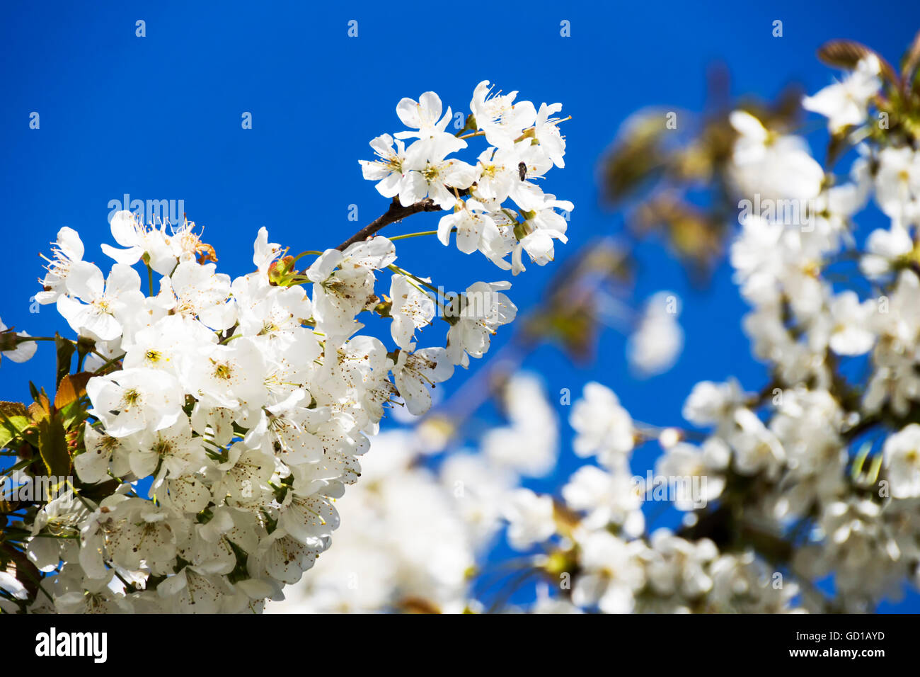 Cherry blossoms over blue sky background Stock Photo - Alamy