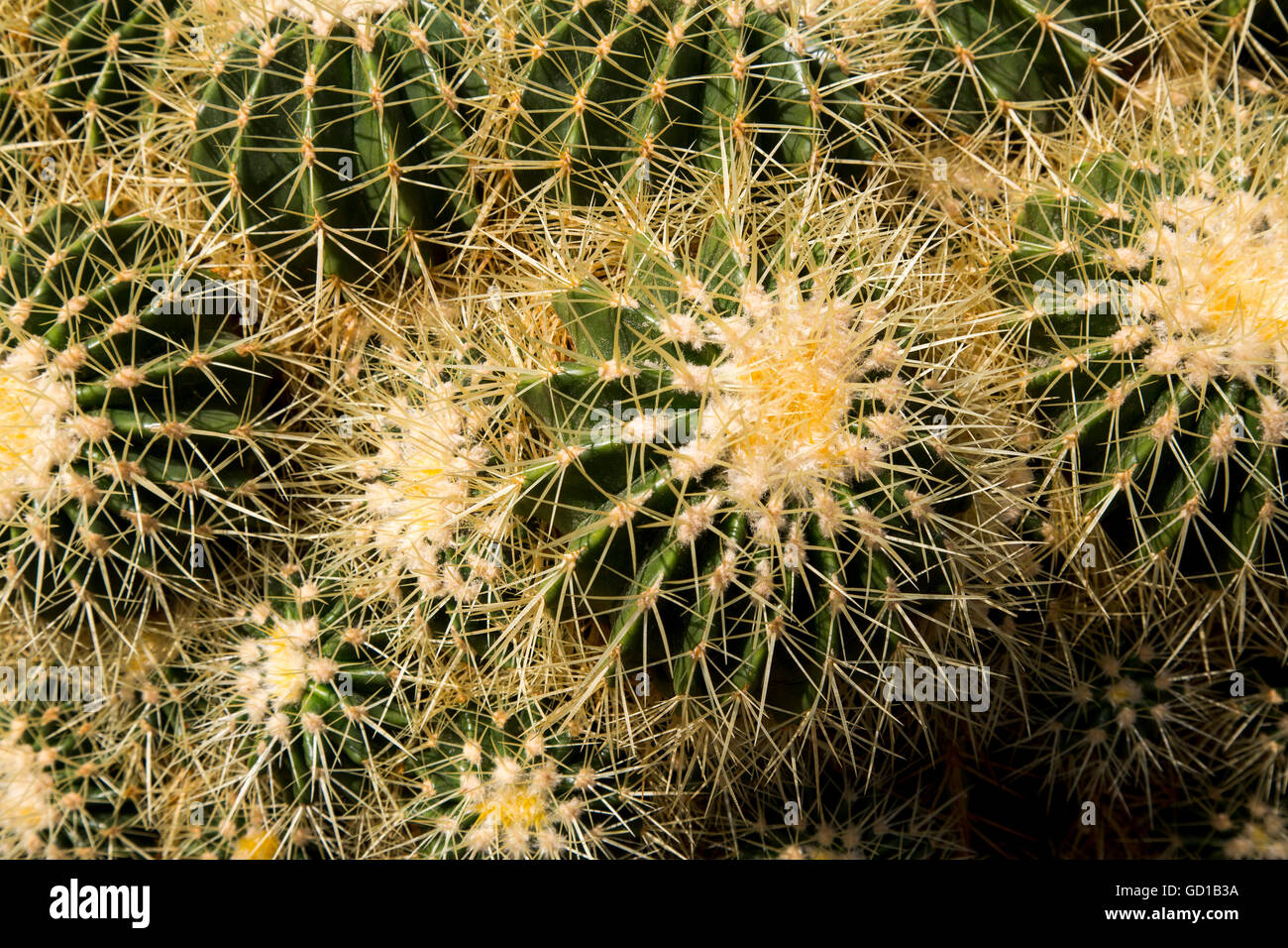 golden ball cactus, Echinocactus grusonii, golden barrel cactus, mother