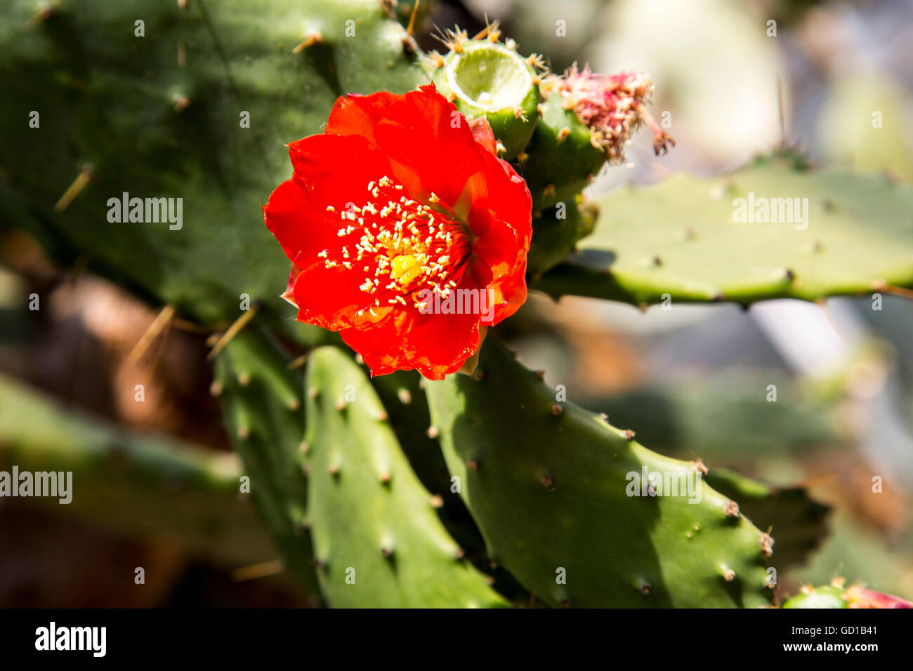 Flower on figs Opuntia cactus plant, Opuntia ficusindica Stock Photo