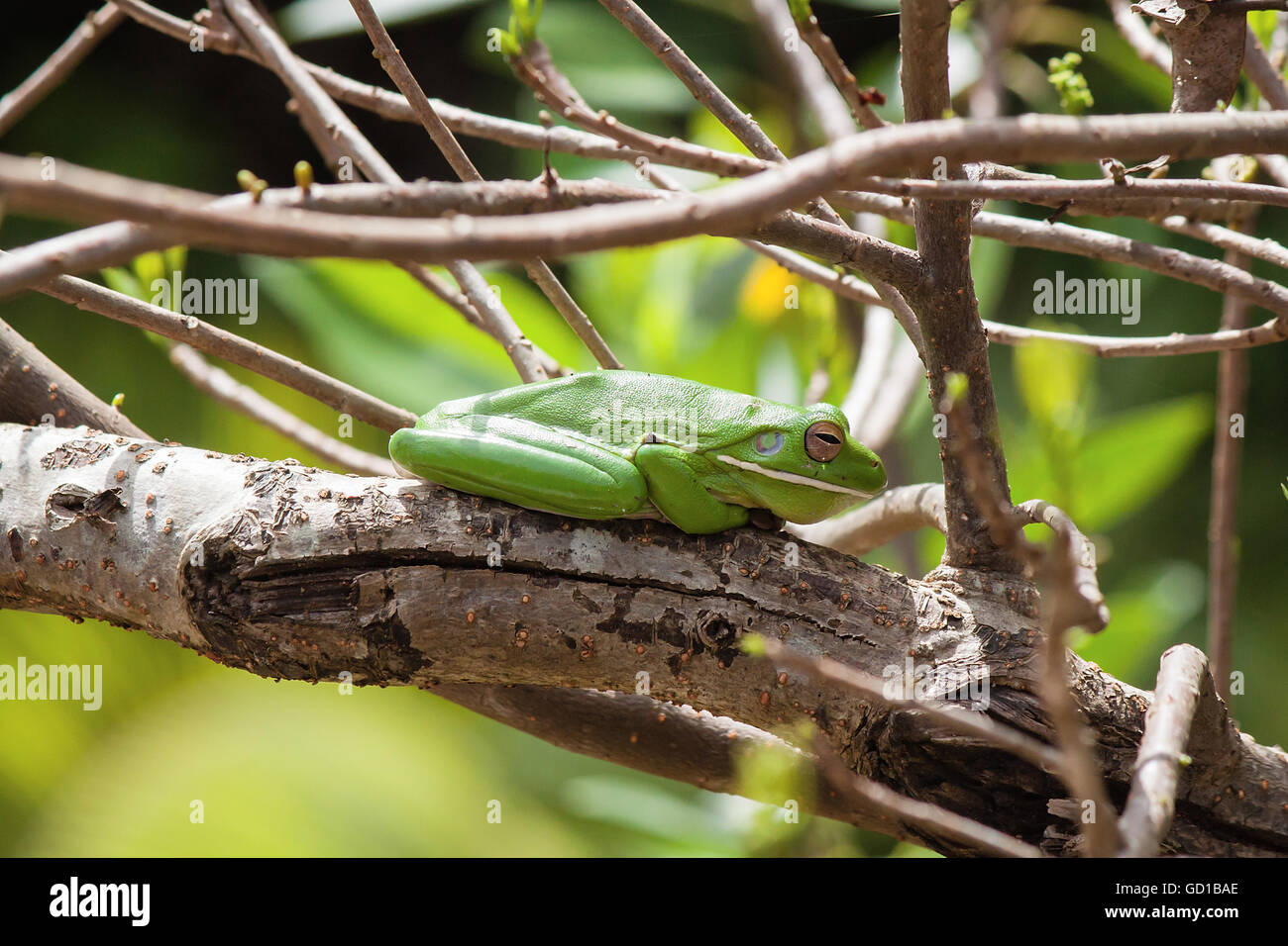 Magnificent Tree Frog, Daintree National Park, Queensland, Australia Stock Photo