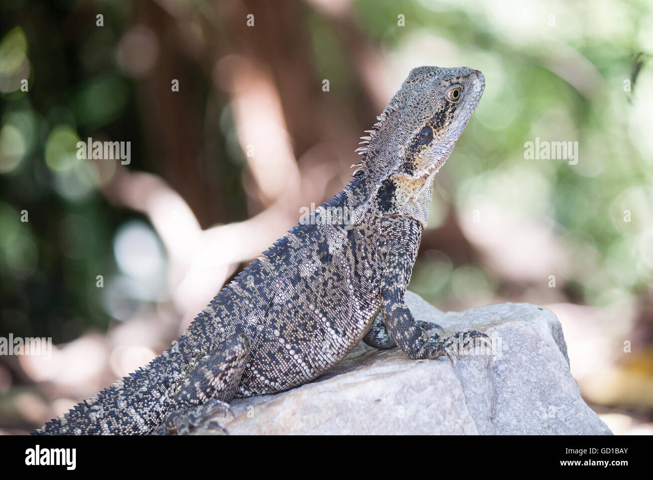 Australian Water Dragon, Queensland, Australia Stock Photo Alamy