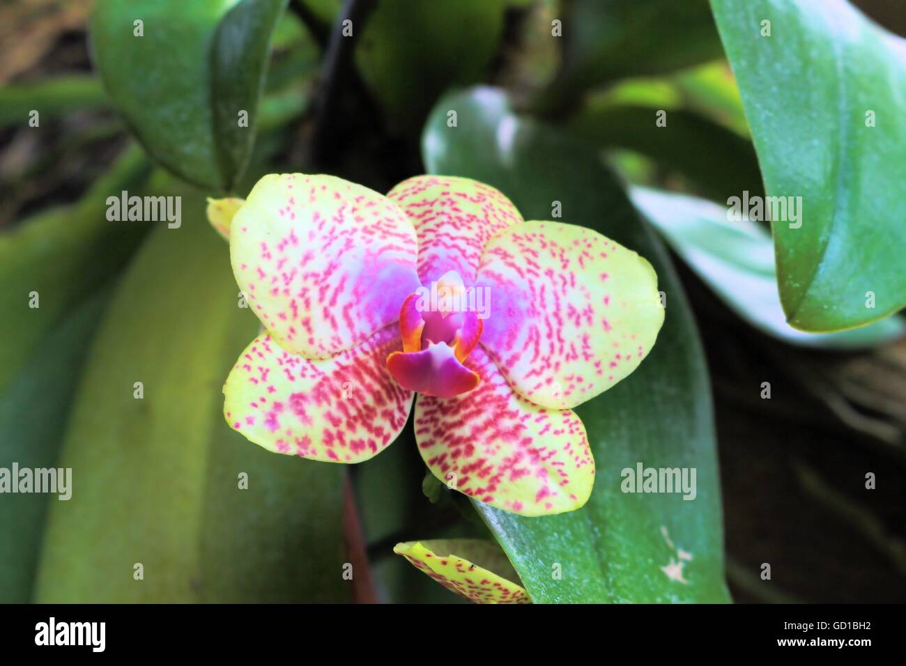 Yellow and pink orchid Stock Photo