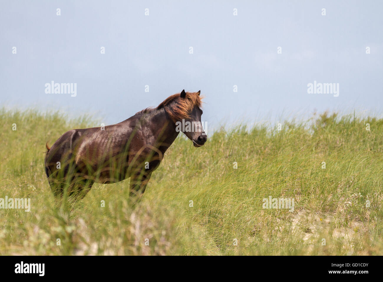 A wild stallion watches over his herem from a nearby dune. Stock Photo