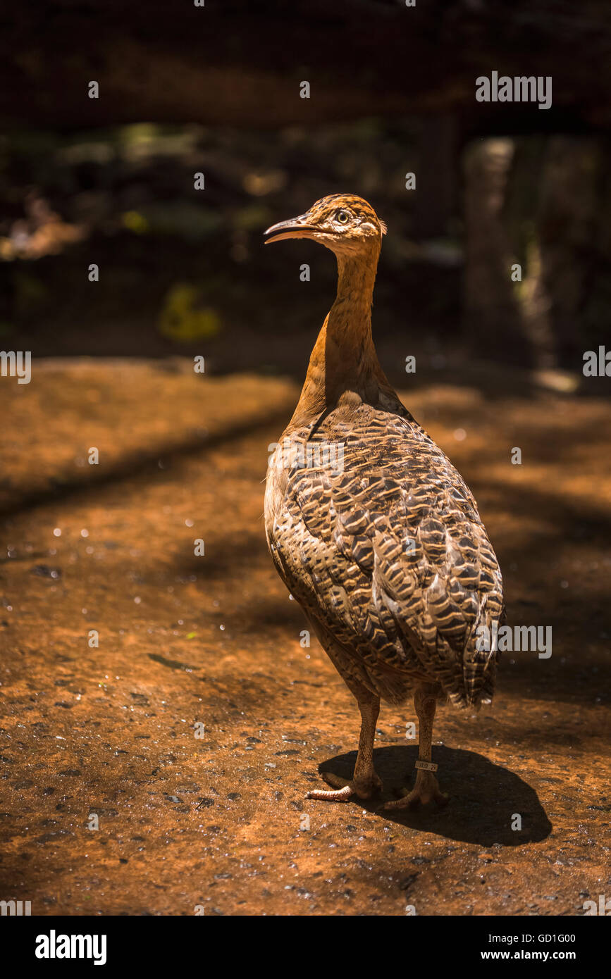 Red-winged tinamou (Rhyncotus rufescens) on ground casting round shadow; Parana, Brazil Stock Photo
