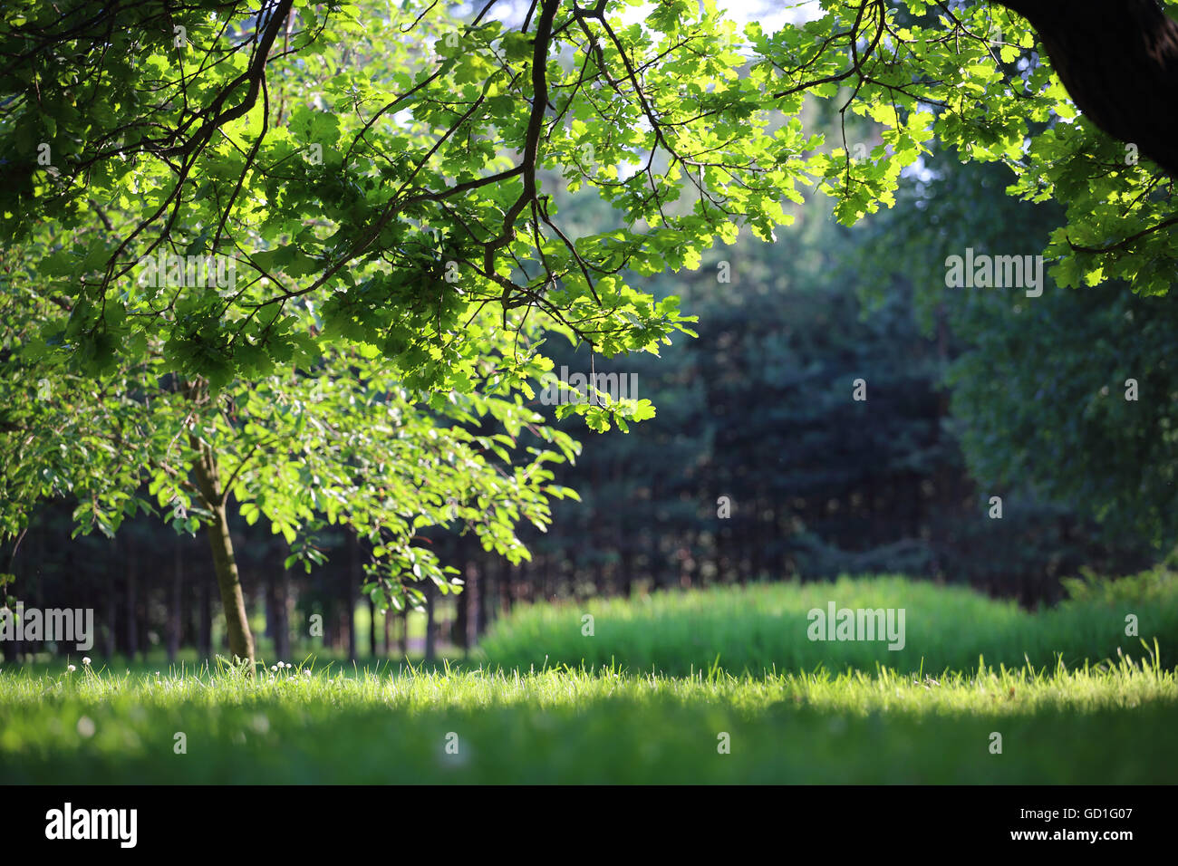 Bwautiful summer park with fresh green grass and trees Stock Photo - Alamy
