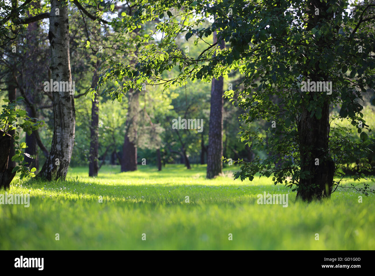 Bwautiful summer park with fresh green grass and trees Stock Photo - Alamy