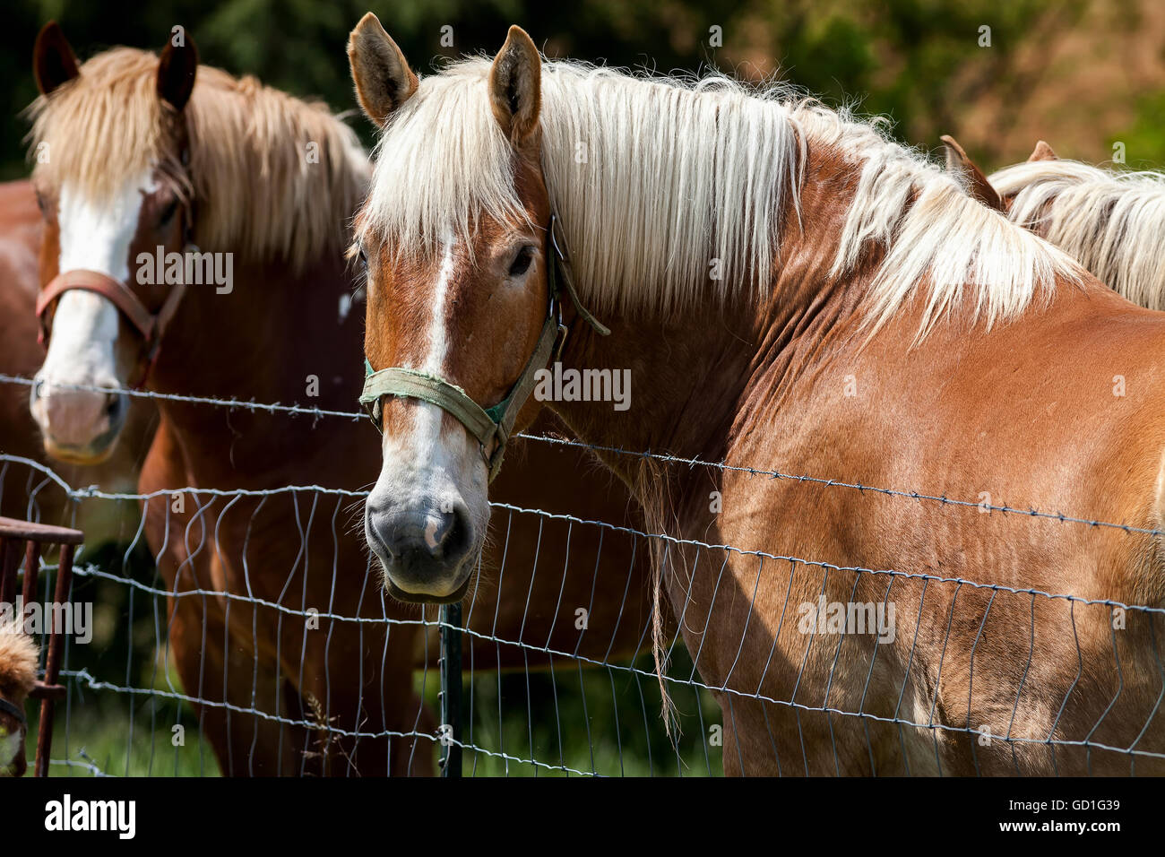 Kentucky and amish hires stock photography and images Alamy