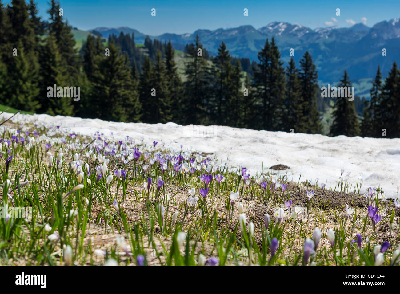 Alpine spring crocus (crocus vernus albiflorus) flowers in white and violet in front of a patch of snow. Alps in the background. Stock Photo