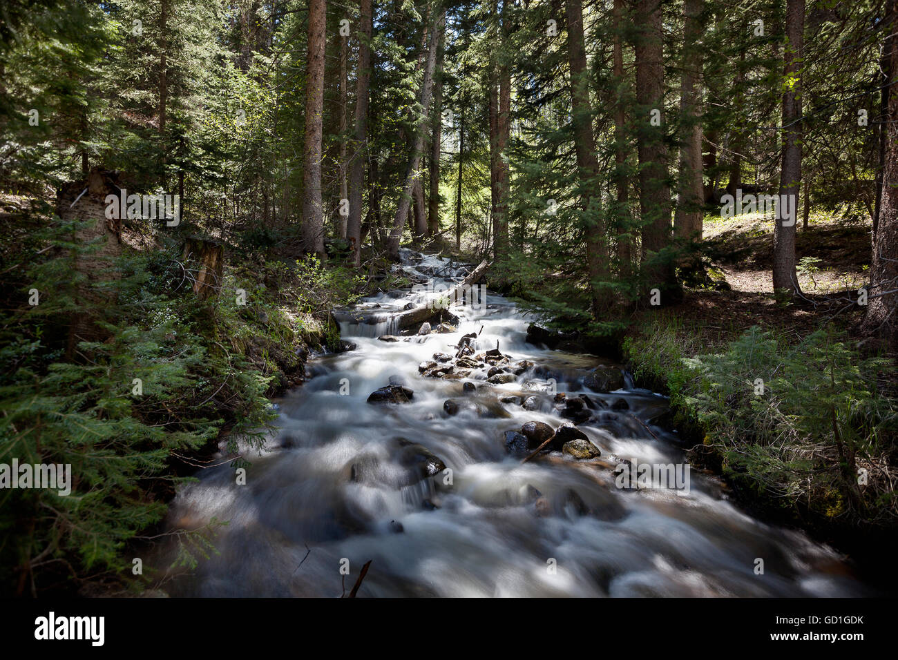 Long exposure of a rushing mountain stream flowing with tall spruce ...